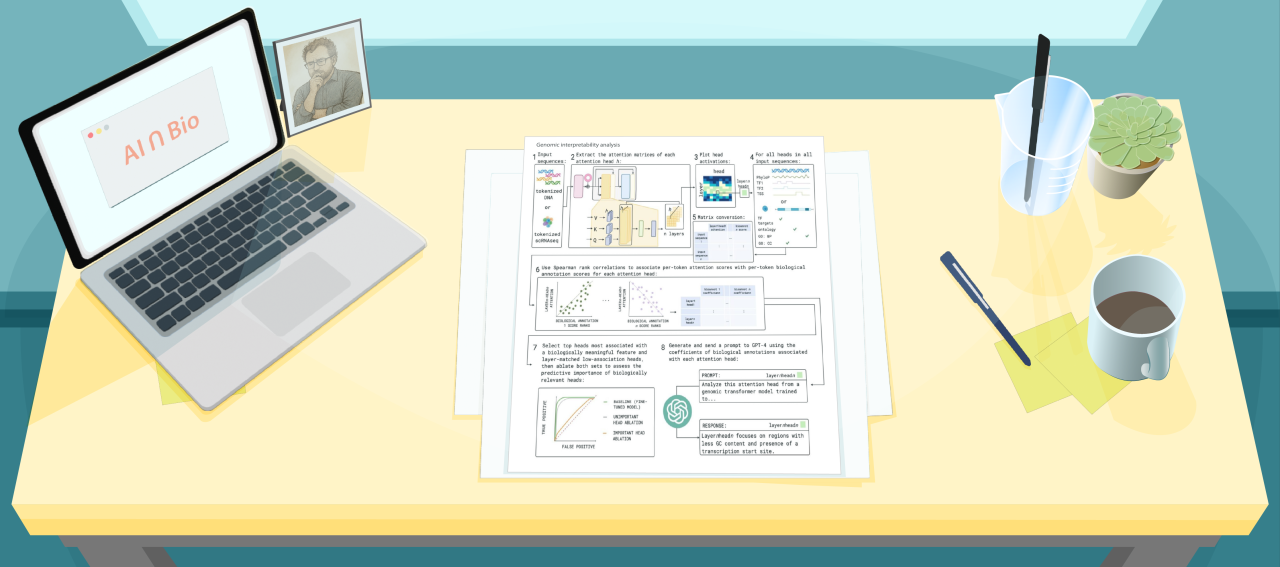 Illustration of a desk with a figure from a recent paper about AI interpretability in biology